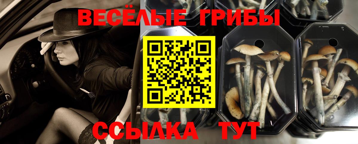 Псилоцибиновые грибы Psilocybine cubensis  Галлюциногенные грибы Psilocybe  Вход с VPN  Советский 